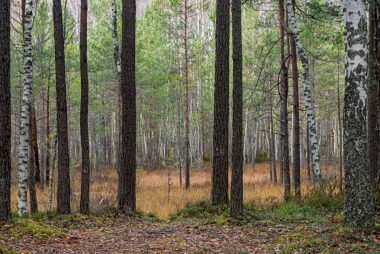Serene forest scene featuring tall birch and pine trees in autumn.